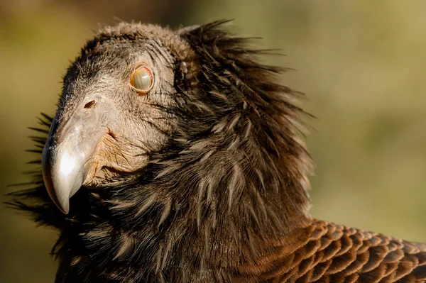 California Condor Blinking — стокове фото