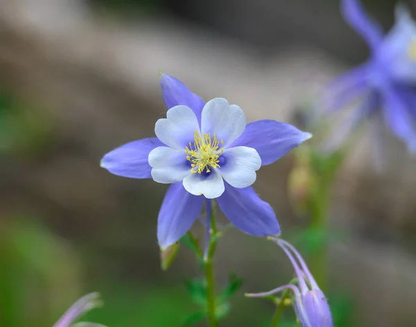 Columbine flor de cerca — Foto de Stock