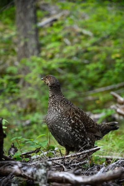 Κοντινό πλάνο στο Wild Grouse στο Δάσος — Φωτογραφία Αρχείου