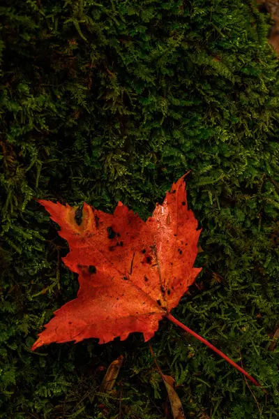 Flat Orange Leaf Rests on Moss — Φωτογραφία Αρχείου