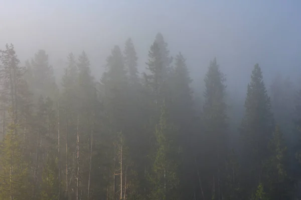 Nebbia attraverso gli alberi in Wyoming Wilderness in una mattina d'estate — Foto Stock