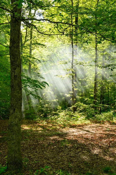 Forest of Sun Rays in Kentucky Morning — 스톡 사진