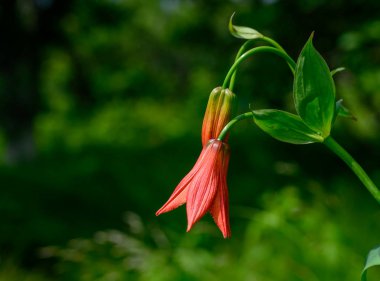 Grays Lilly Baharda Açılıyor