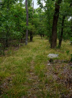 Ormanda Fazla Gelişmiş Patika