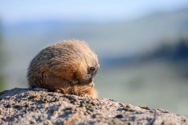 Marmot repar sin svans — Stockfoto