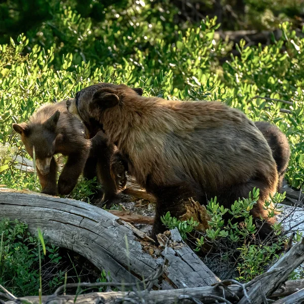 Mor björn Growls och svett på björn Cub — Stockfoto