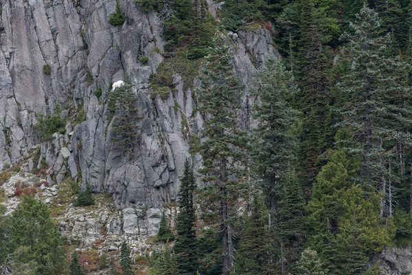 Capra di montagna sulla scogliera — Foto Stock