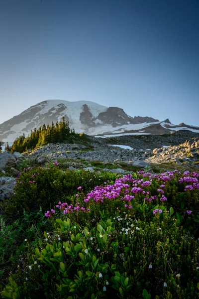 Mountain Heather alpesi rét alatt Mount Rainier — Stock Fotó