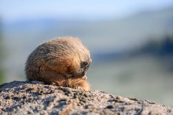 Marmot rasca su cola — Foto de Stock
