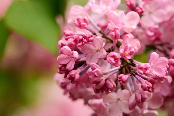 Flor rosa en el árbol de cangrejo en primavera —  Fotos de Stock