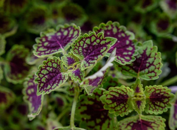 Detalhe roxo e verde nas folhas — Fotografia de Stock