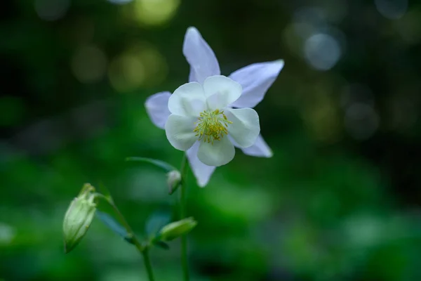 White and Purple Columbine with selective focus — 스톡 사진
