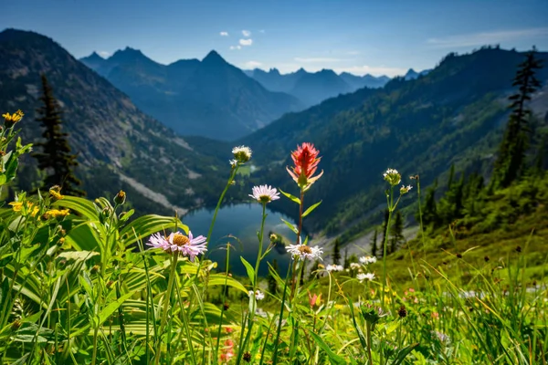 Vildblommor framför sjön Ann — Stockfoto