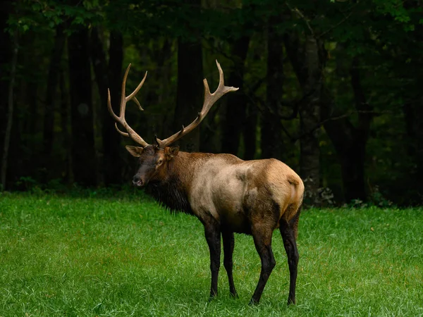 Bull Elk Looks Back At Camera — Stock Photo, Image