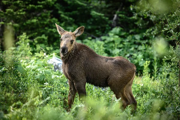 Young Moose Calf with Fluffy Fur — Stock Photo, Image