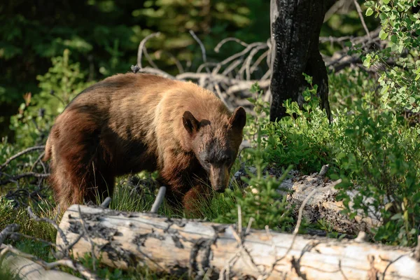 Cannella Black Bear cerca cibo — Foto Stock