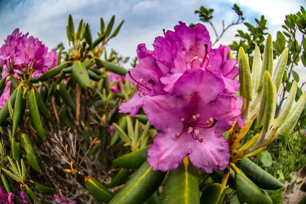 Fisheye Rododendron 'u kapat — Stok fotoğraf