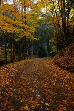 Sonbahar Renkleri Ağaçlarda asılı Çamur Yolu üzerinde