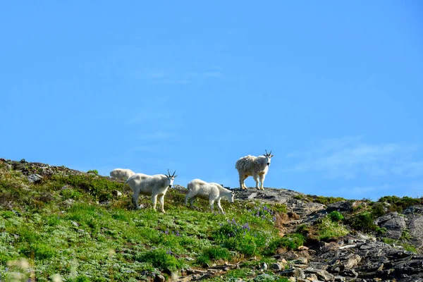 Rodina horských koz pasoucí se na poli — Stock fotografie