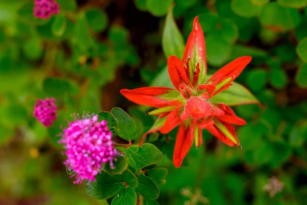 Foco Pilha de laranja Indian Paintbrush Bloom — Fotografia de Stock