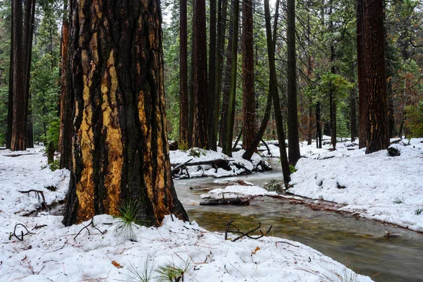 Stora Redwoods står vid kanten av Forest Creek — Stockfoto