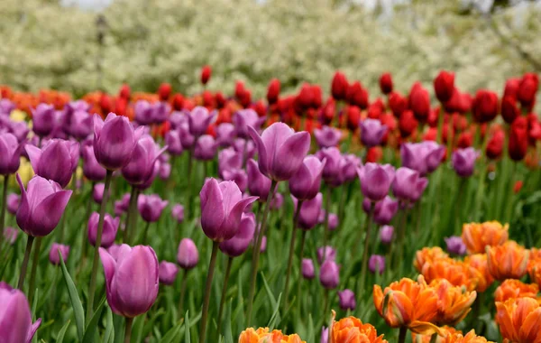 Strati di tulipani nel letto da giardino colorato — Foto Stock