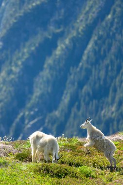 Dağ Keçisi Sinsi Saldırısı