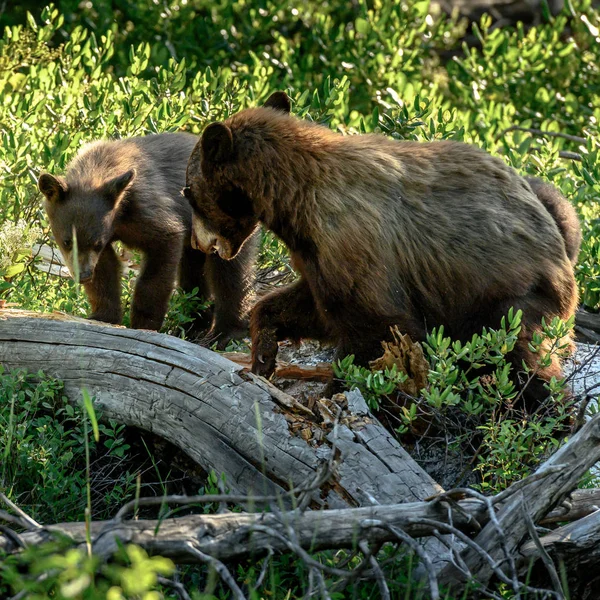 Mãe urso cresce no filhote de urso — Fotografia de Stock