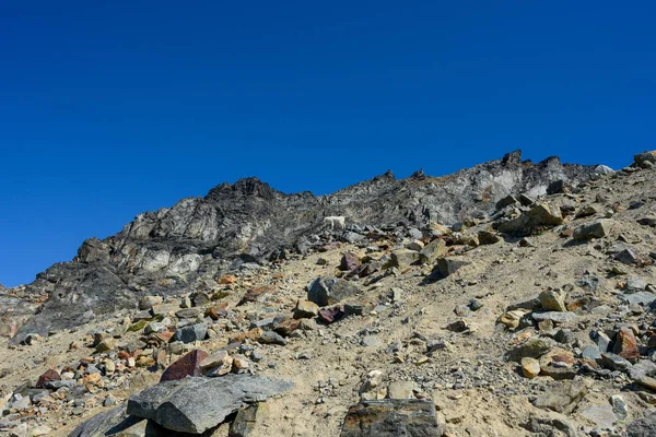 Cabra de montaña se mezcla en el campo rocoso — Foto de Stock