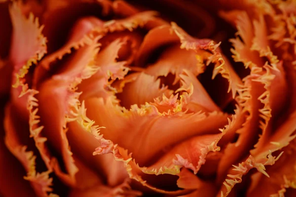 Orange Fringe Edged Tulip Petals — Stock Photo, Image