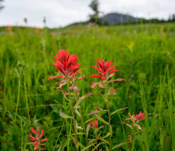 Orangefarbene Pinselblüten wachsen im Sommerfeld — Stockfoto