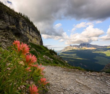 Boya Fırçası Patikanın Yanından Çiçek açıyor