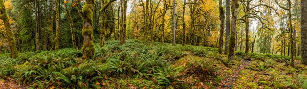 Panorama des üppigen Tempoerat-Regenwaldes — Stockfoto