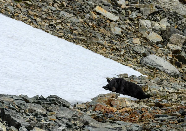 ワシントンで熱い黒いクマのための雪の枕 — ストック写真