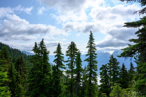 Árboles de pino y cielo nublado en las cascadas del norte — Foto de Stock