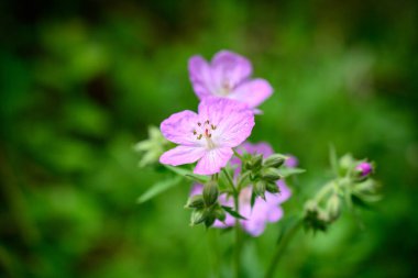 Çayırdaki mor kır çiçeklerinin yan görünüşü