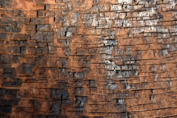 Żyły Spalonego Drewna Tekstury Poziomej Tle Obrazu — Zdjęcie stockowe