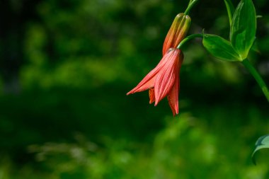 Sola Kopyalama Boşluğu Olan Gri Lilly
