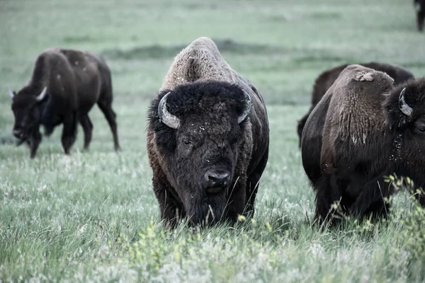 Stora Bison Grazes Fält Med Besättning — Stockfoto