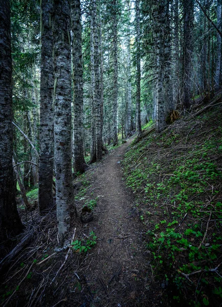 华盛顿森林里狭窄的小径穿过茂密的森林 — 图库照片