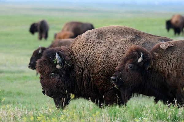 Profil Över Bison Moving Field Med Besättning — Stockfoto