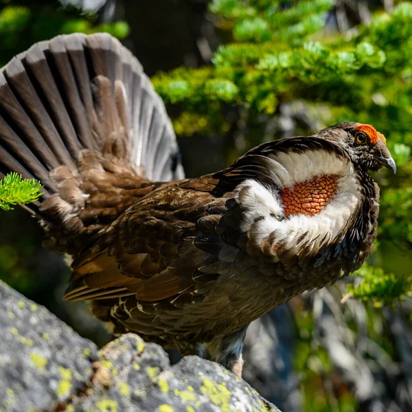 Puffed Grouse Sentado Rocha Nas Montanhas — Fotografia de Stock