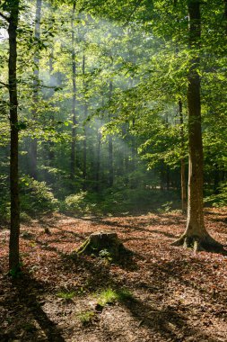 Yazın Kentucky Ormanı 'nda Güneş Işıkları Parlıyor