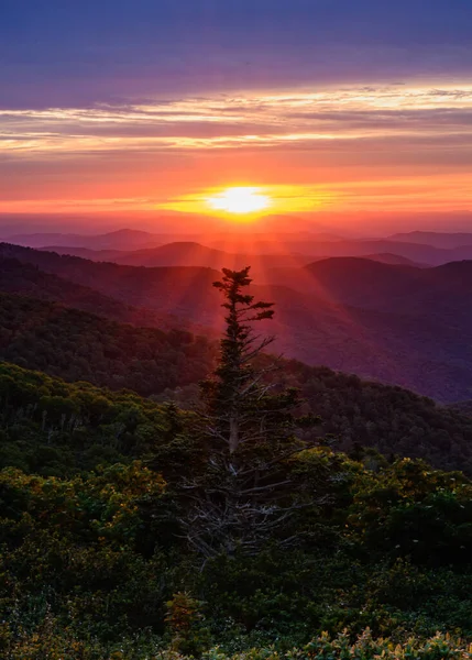 Blue Ridge Dağlarında Güneş Işınlarıyla Çevrili Tek Bir Çam Ağacı — Stok fotoğraf