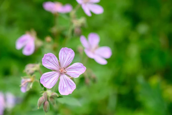 Szczegóły Pasek Jasnofioletowe Kwiaty Lecie — Zdjęcie stockowe