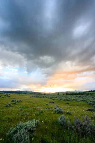 Lumière Coucher Soleil Commence Derrière Yellowstone Field Été — Photo