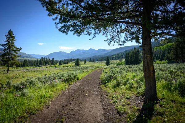 Vents Sentier Vers Les Montagnes Dans Yellowstone Wilderness Été — Photo
