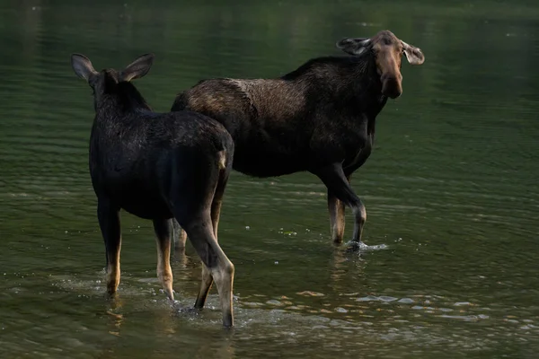 Two Female Moose Interact Shallow Water Mountain Lake — Stock fotografie