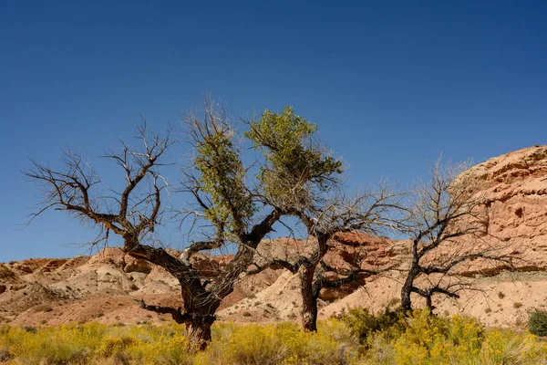 Tre Gnarly Träd Mitt Den Gula Kaninborsten Mesa Zion — Stockfoto