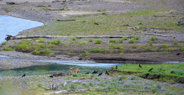 Wolf Ravens Scavenge Bizon Kill River — Stock fotografie